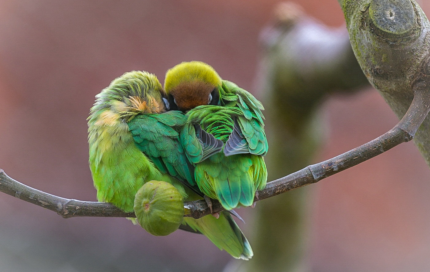 A pair of Lilians lovebird sleeping